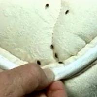 SES Bed Bug Control Hobart image 3